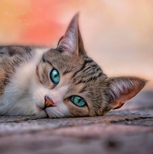 Meet your Posher, James